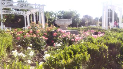 Parcul Rozelor