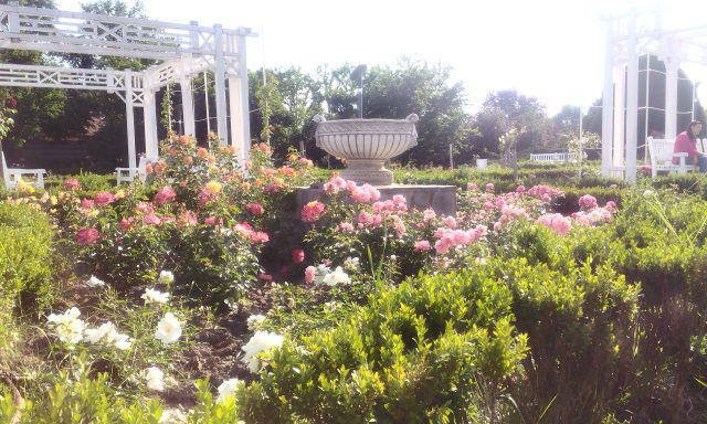 Parcul Rozelor
