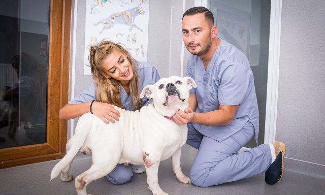 Cabinetul veterinar Dr. Virtosu Dan